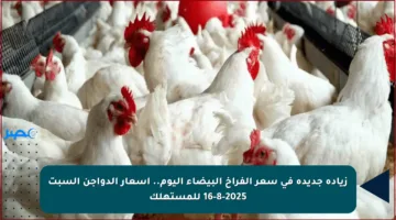 زيادة جديدة في سعر الفراخ البيضاء اليوم.. أسعار الدواجن السبت 16-8-2025 للمستهلك